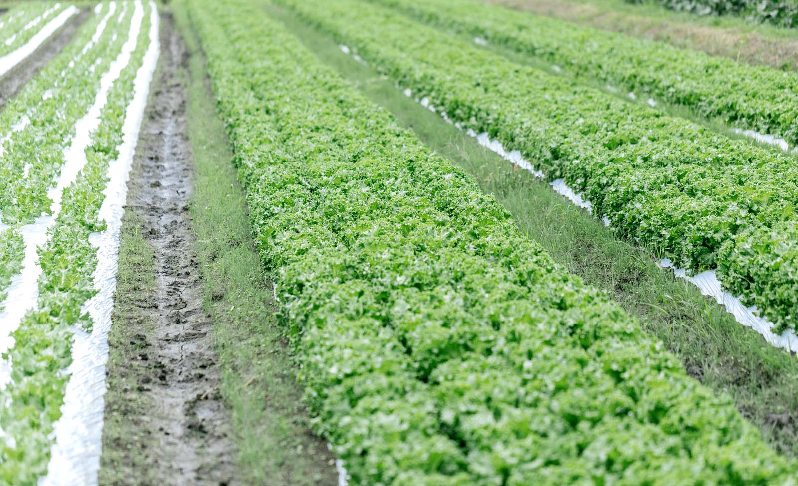 有機栽培 無農薬栽培